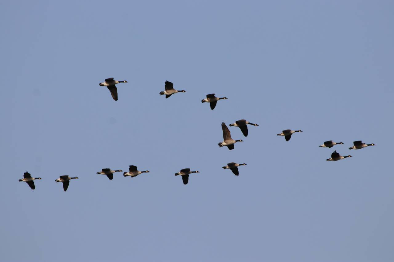 Canada Geese