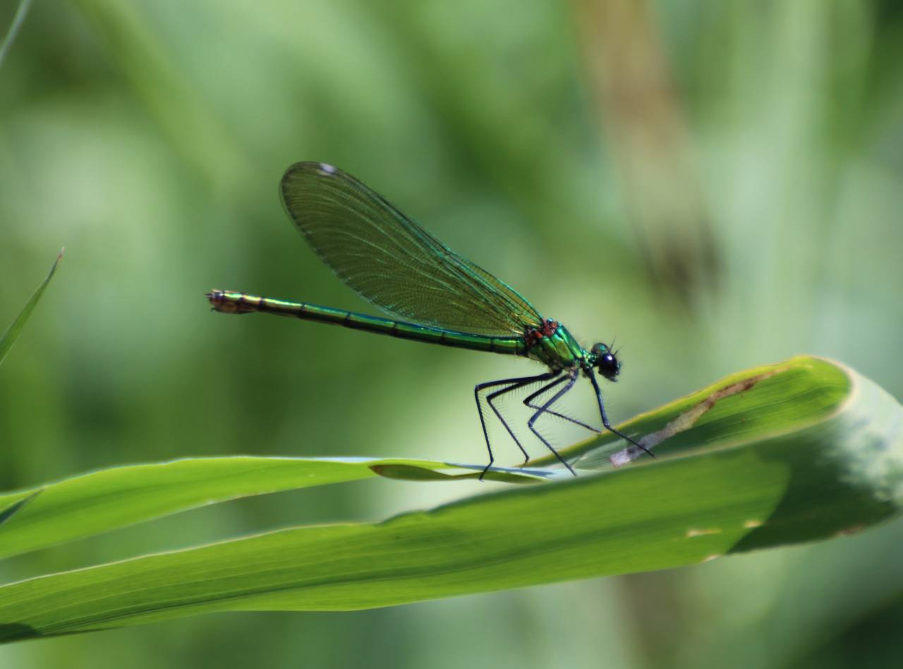 Banded Agrion Damselfly