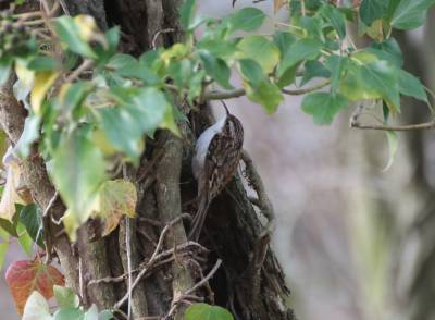  Tree Creper 