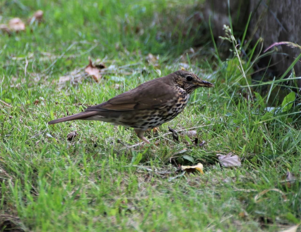 Song Thrush