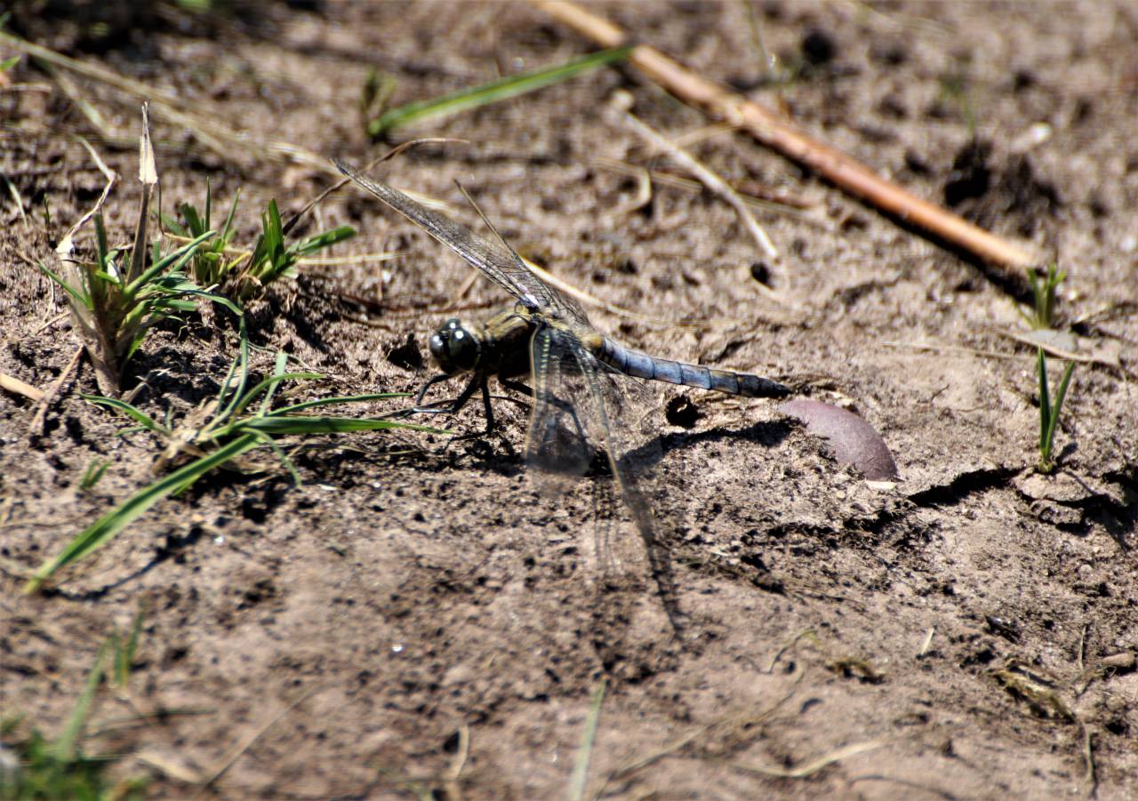 Black Tailed Skimmer