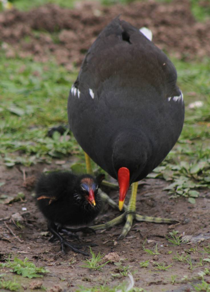 Moorhen and Chick