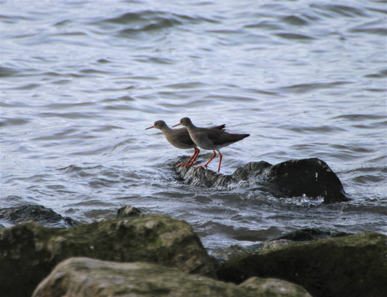 Red Shank
