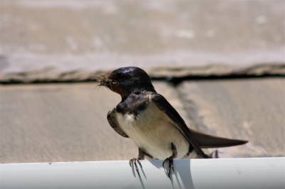  Swallow 