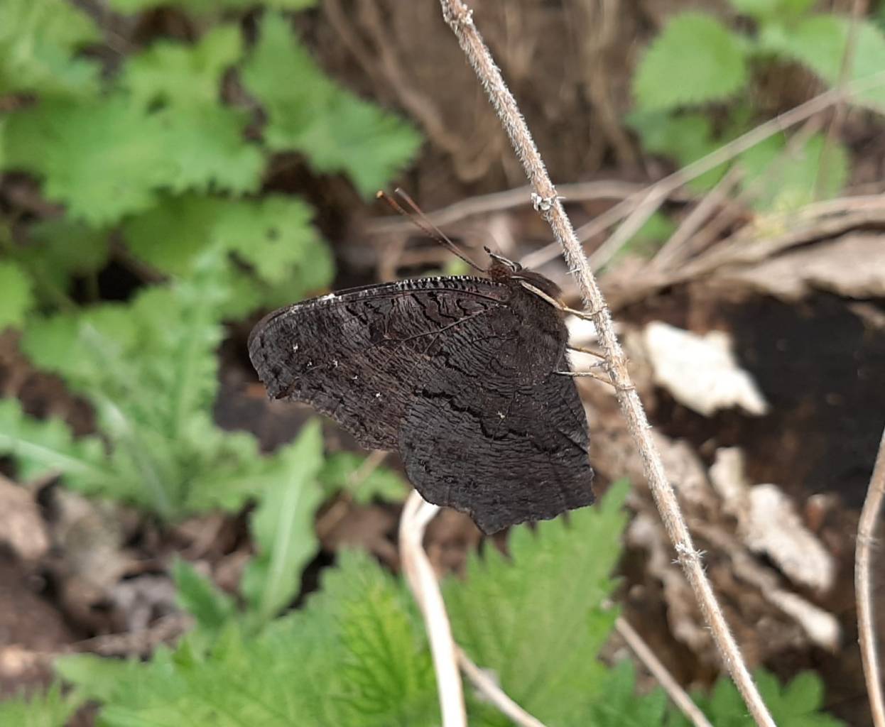 Newly emerged Peacock Butterfly