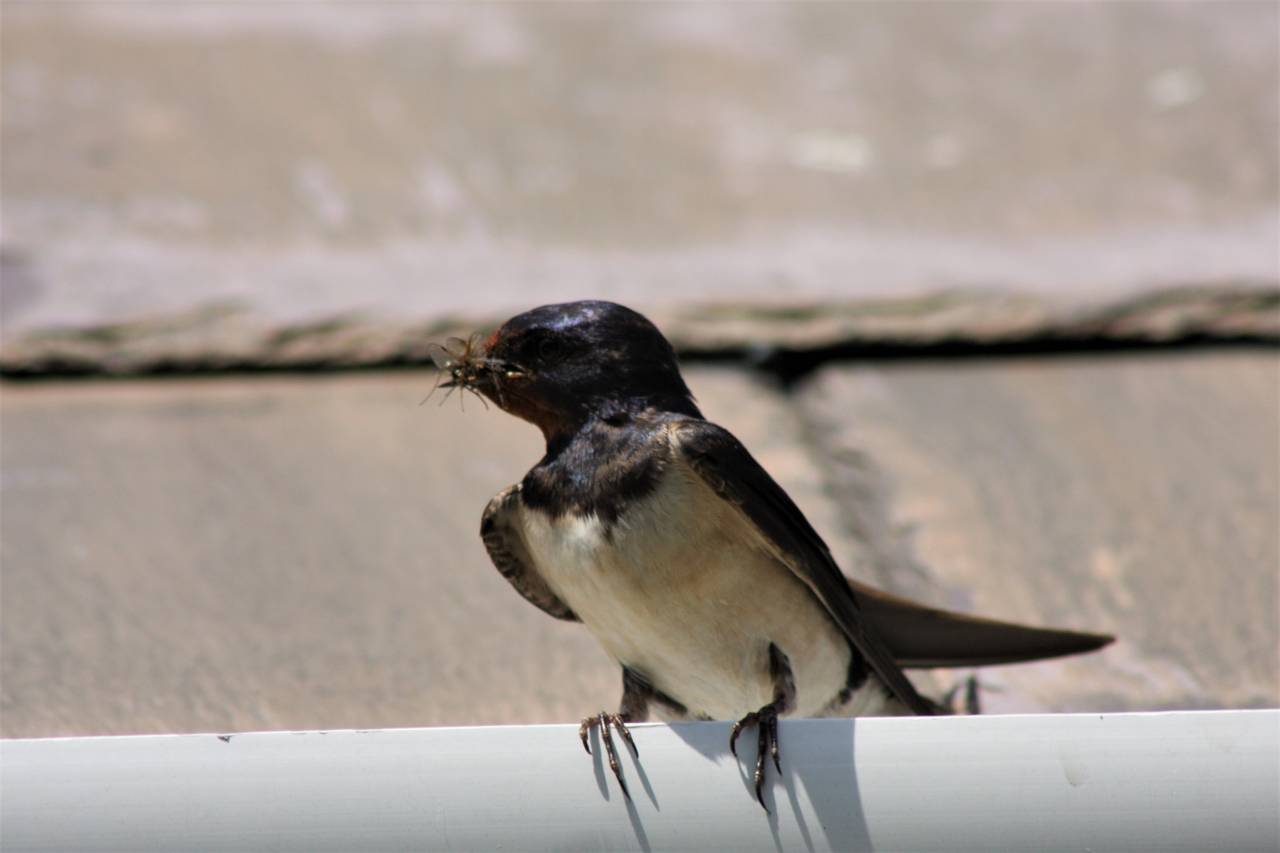 Swallow