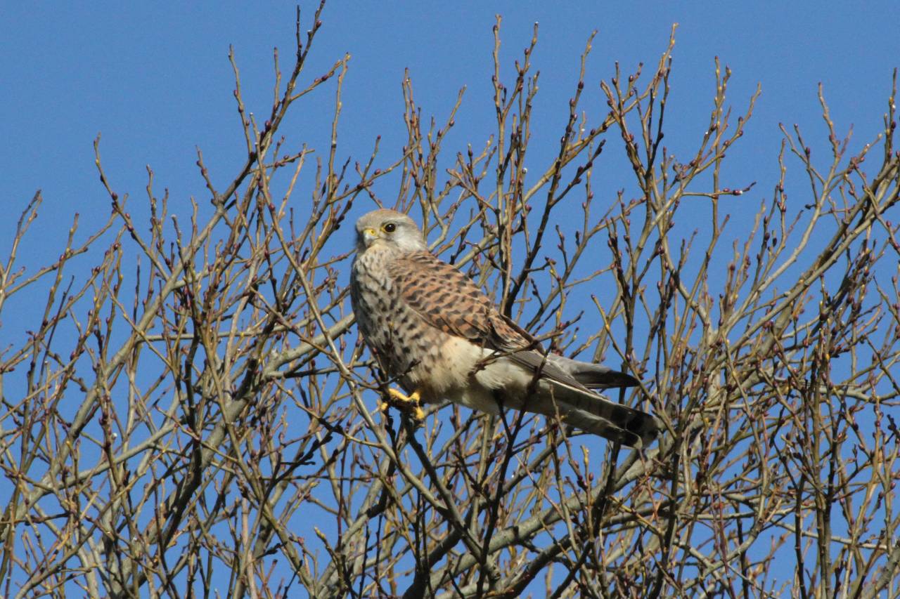 Kestrel