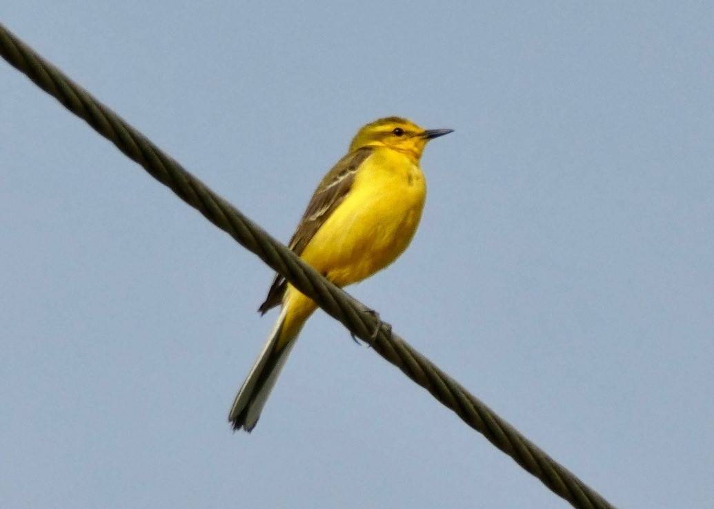 Yellow Wagtail by Hems de Winter