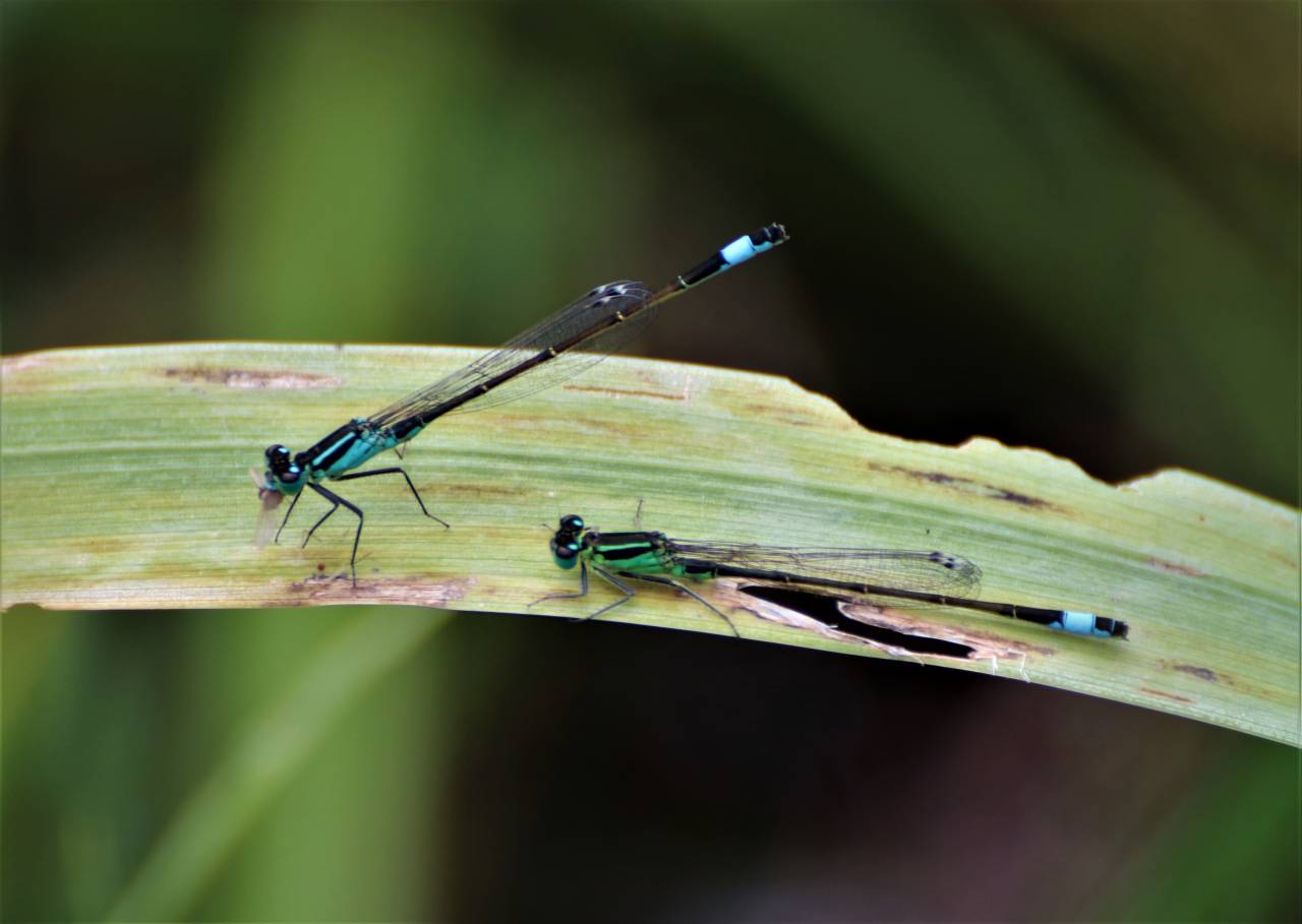  Blue Tailed Damselflies 
