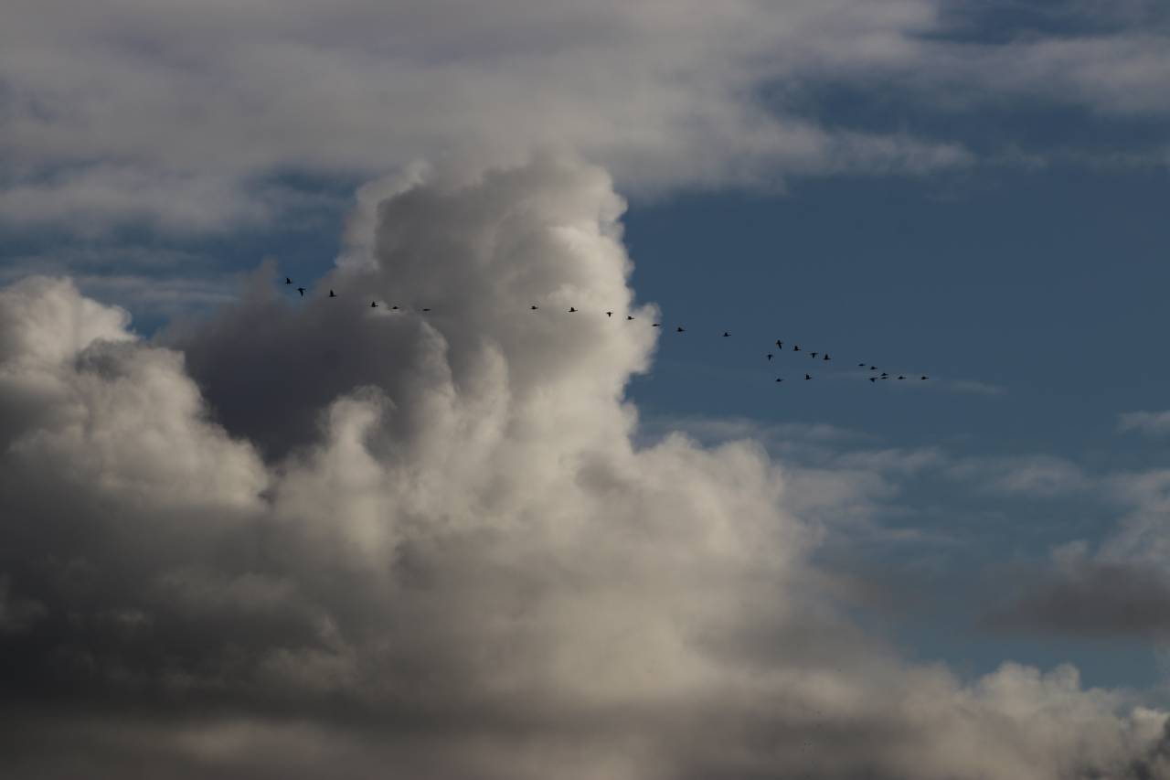 Pink Feet above Christleton