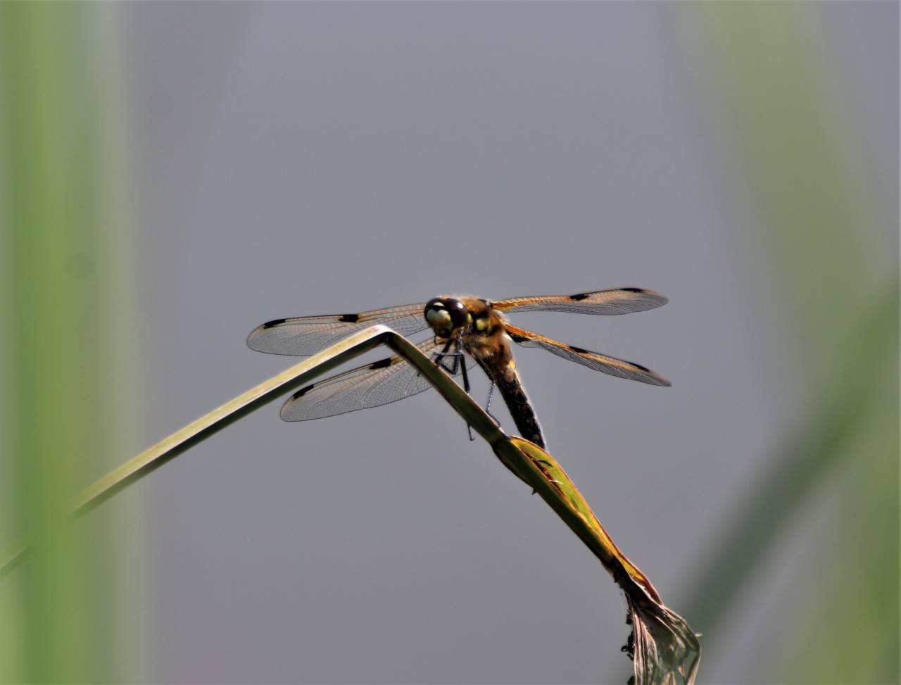Four Spotted Chaser