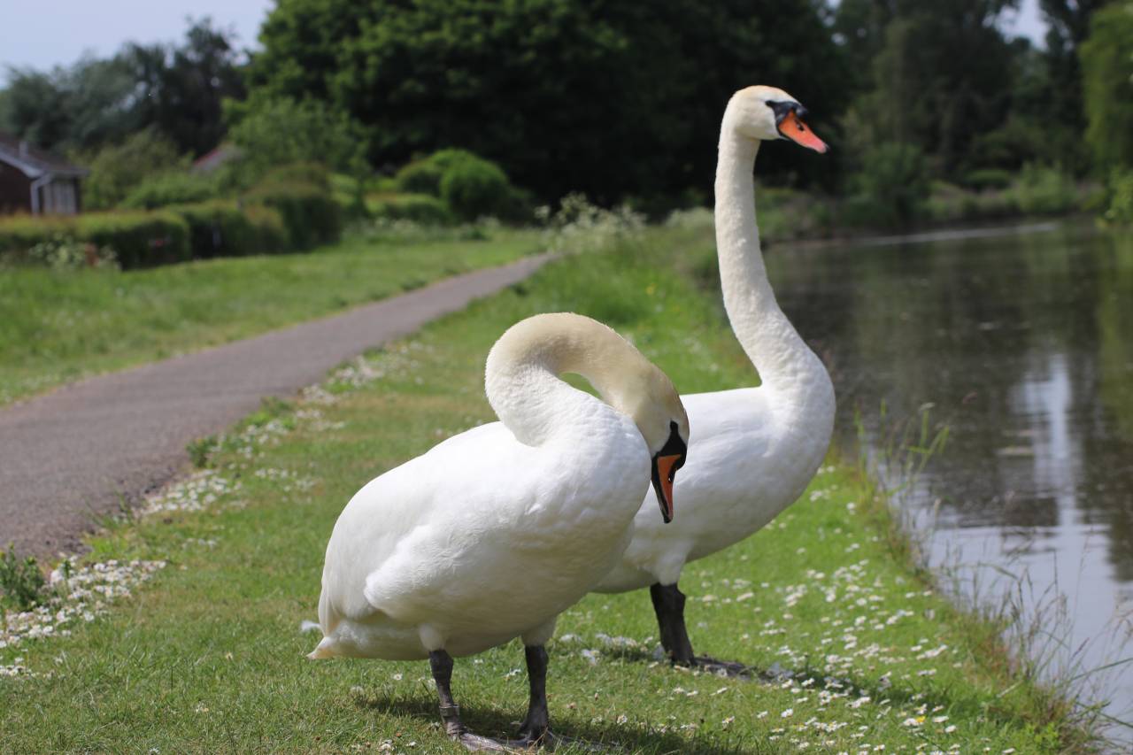Rowton Mute Swans