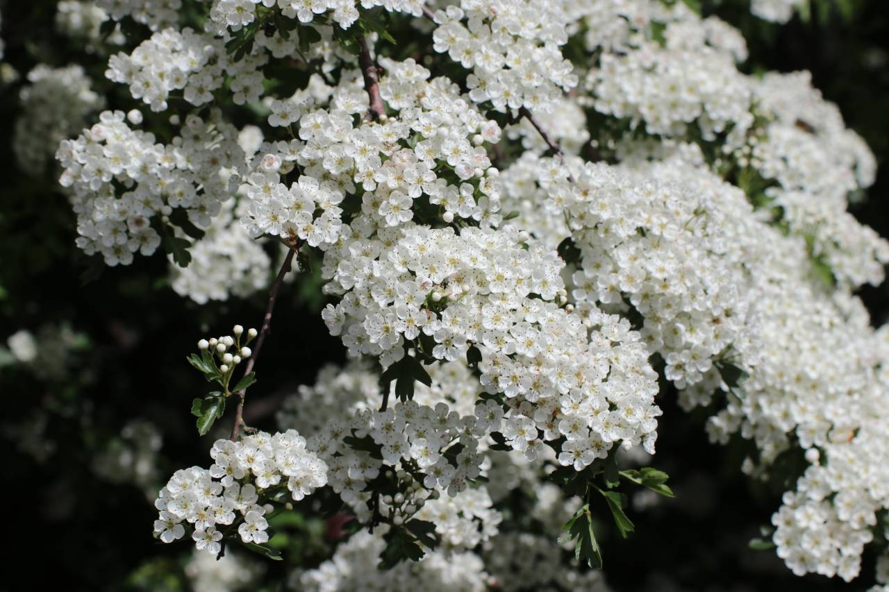 Hawthorn Flower