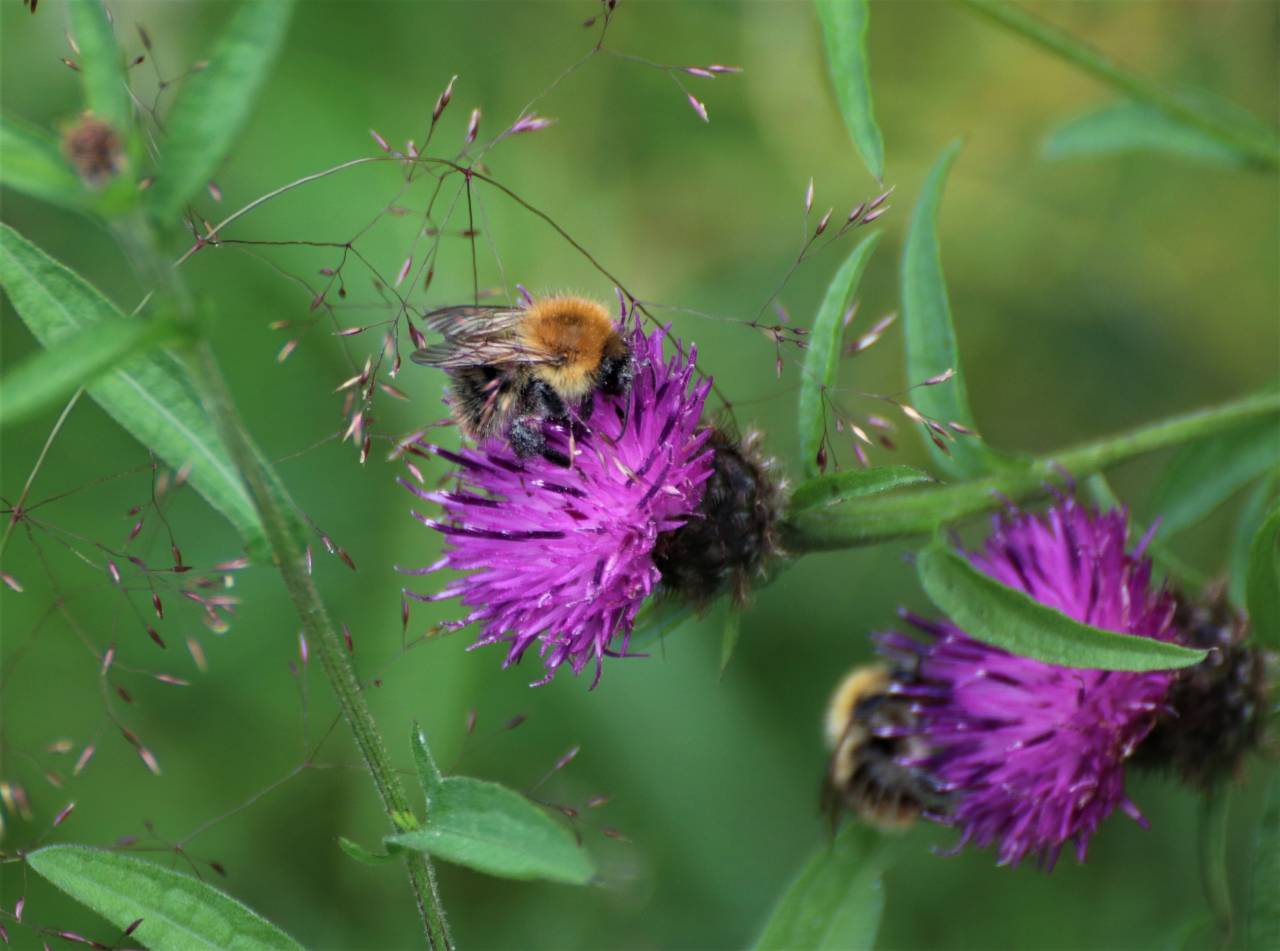 Knapweed