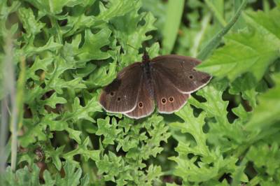  Ringlet 