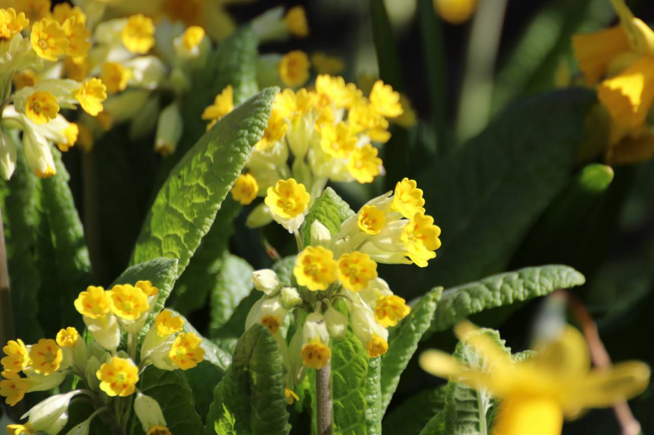 Cowslips