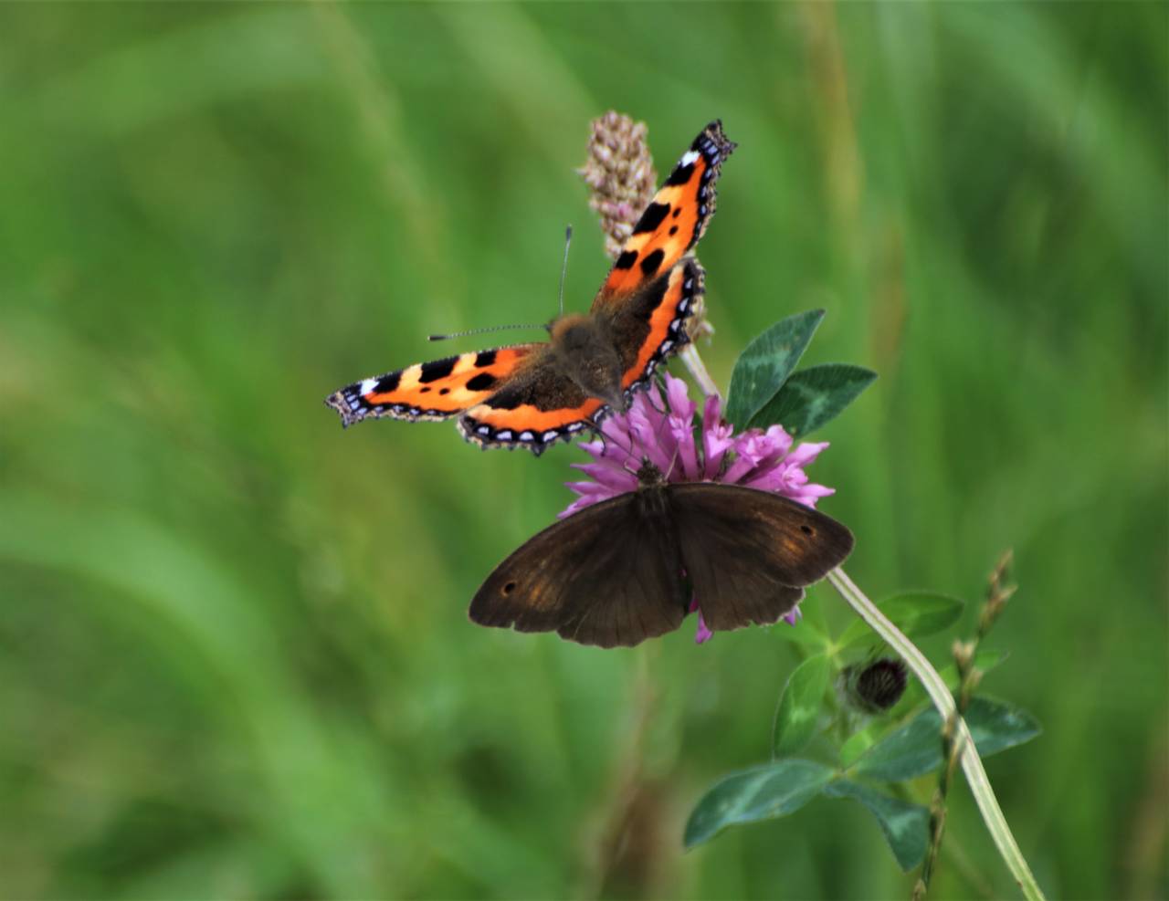  Small Tortoishell and Meadow Bown 