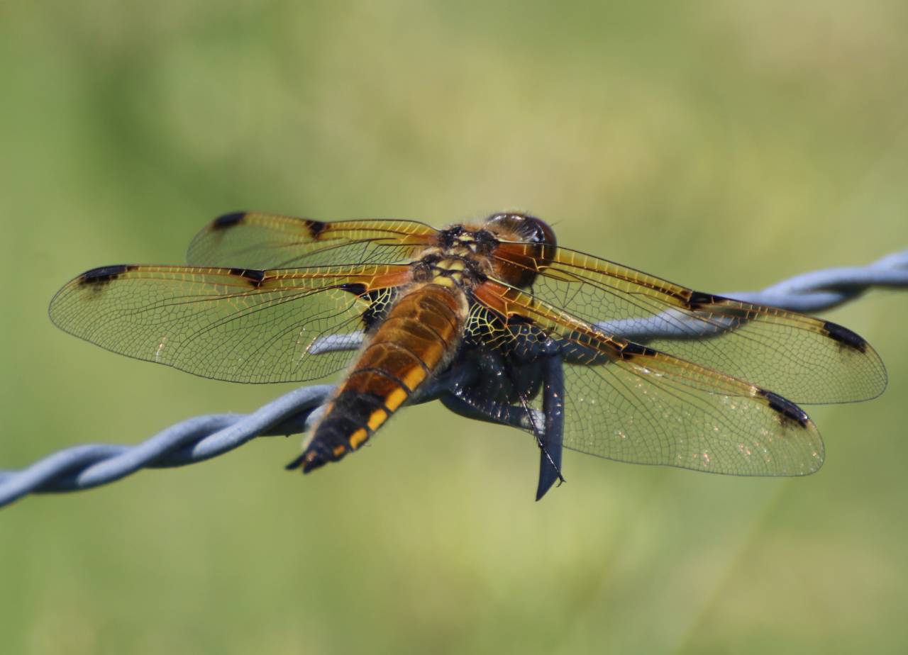 Four Spotted Chaser