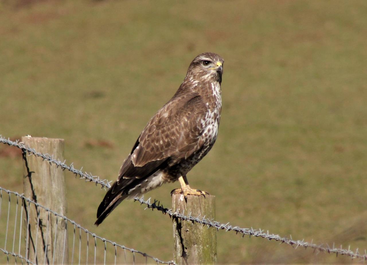 Buzzard