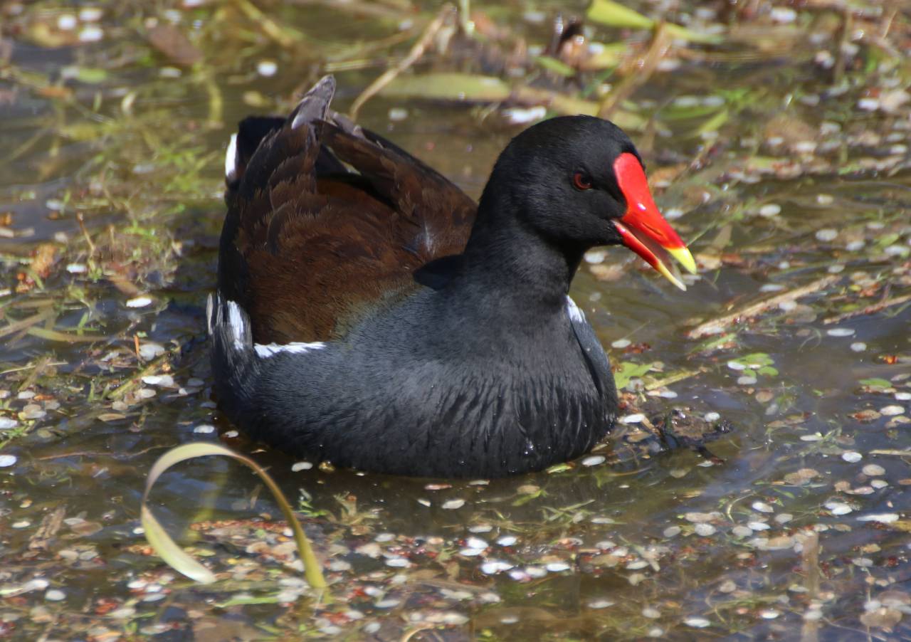 Moorhen