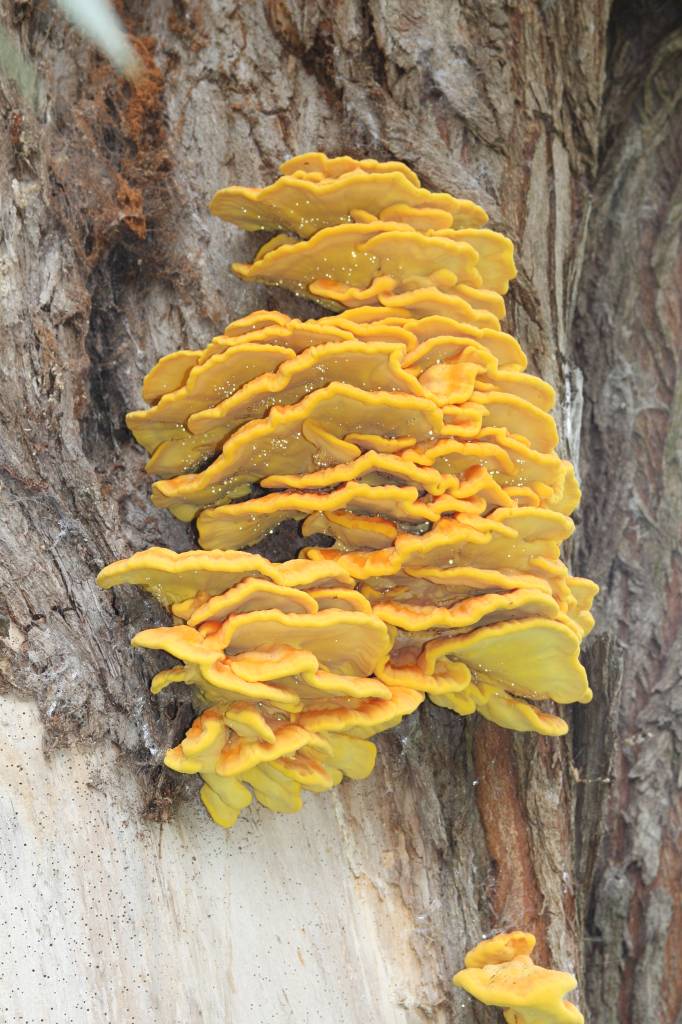 Chicken in the Wood Fungi