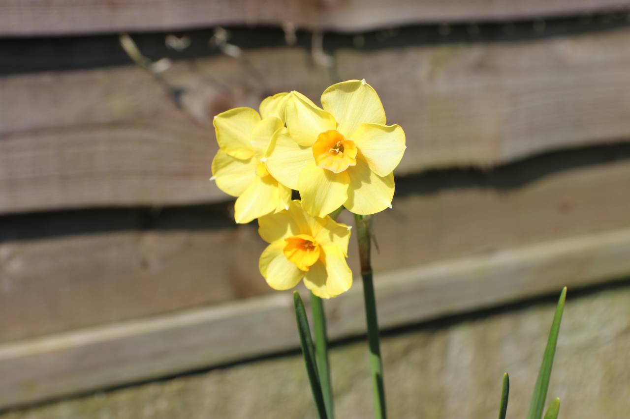 Small Daffodil