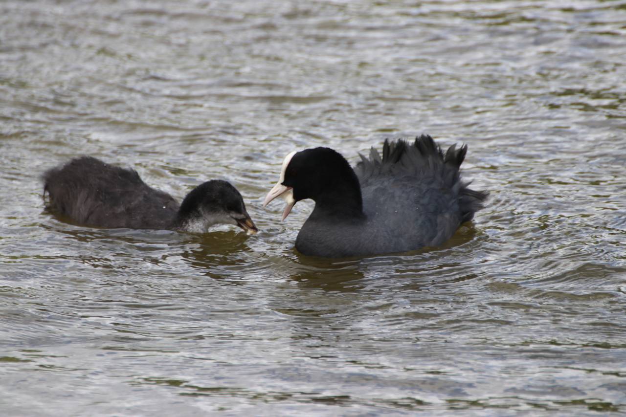 Coot and Young in May