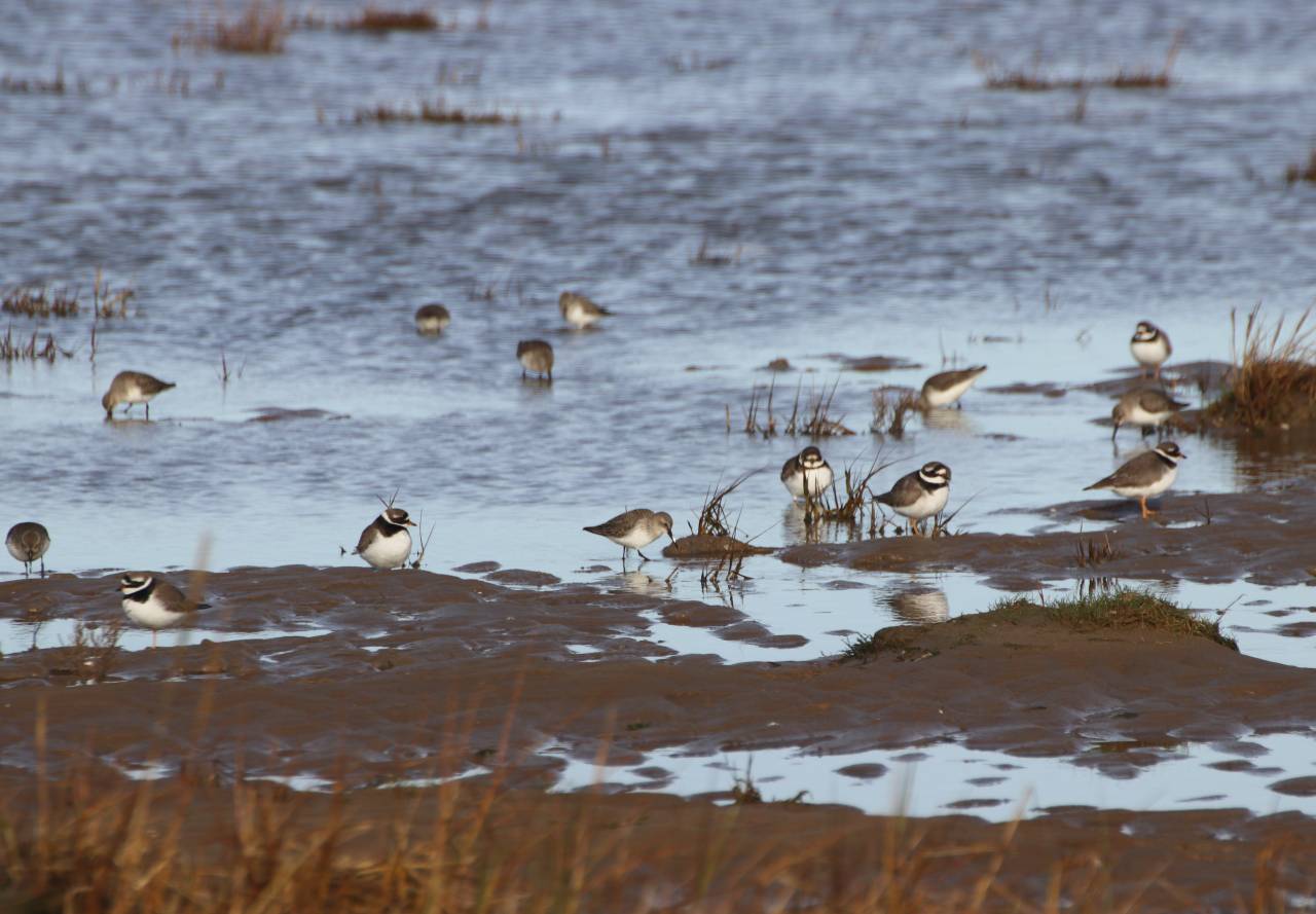 Ringed Plover