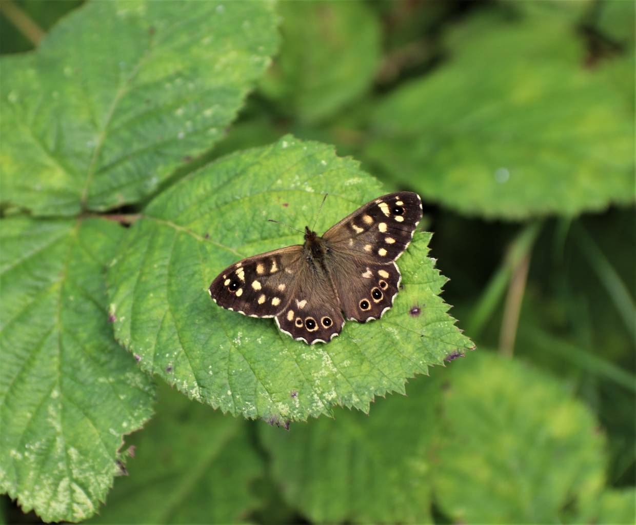 Speckled Wood Butterfly
