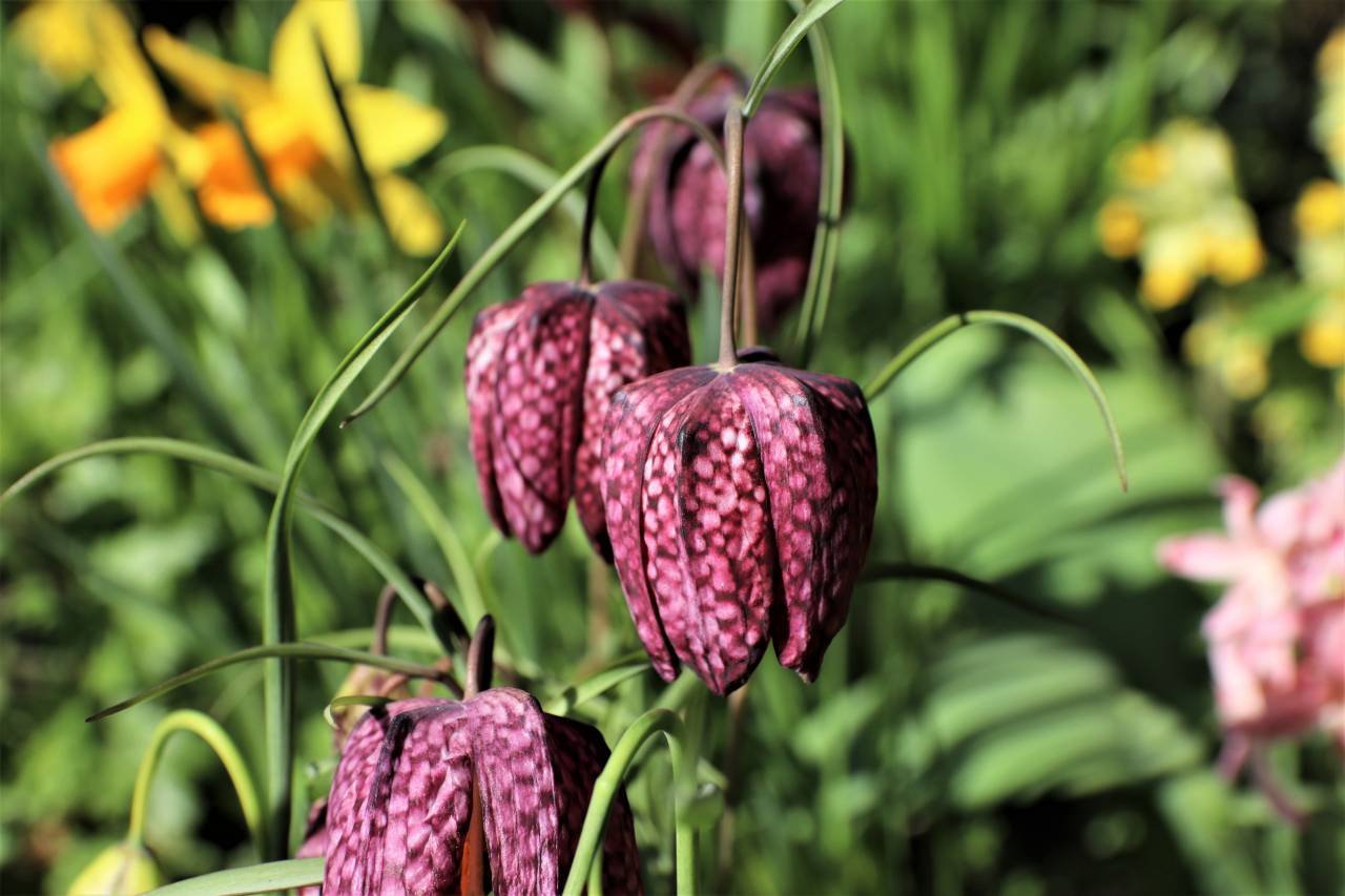 Fritillaria