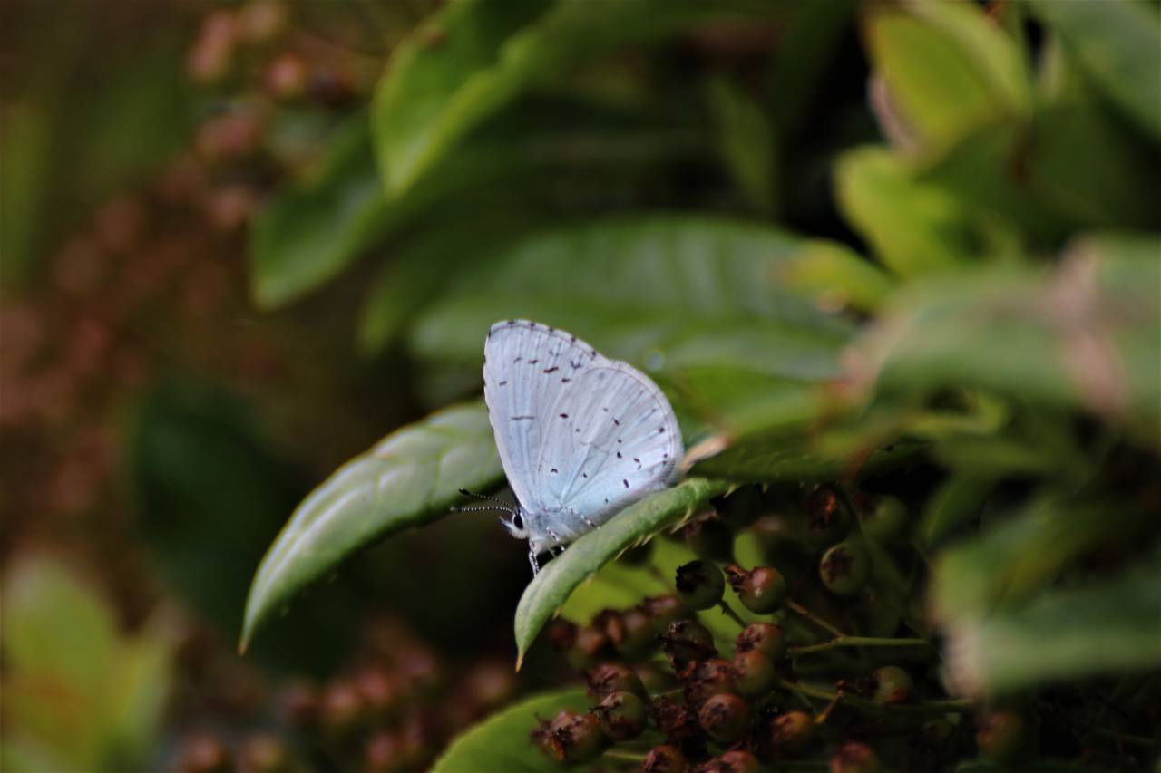  Holly Blue Butterfly 