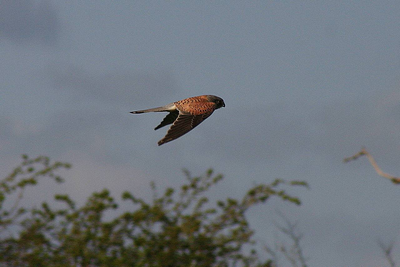 Kestrel in Flught