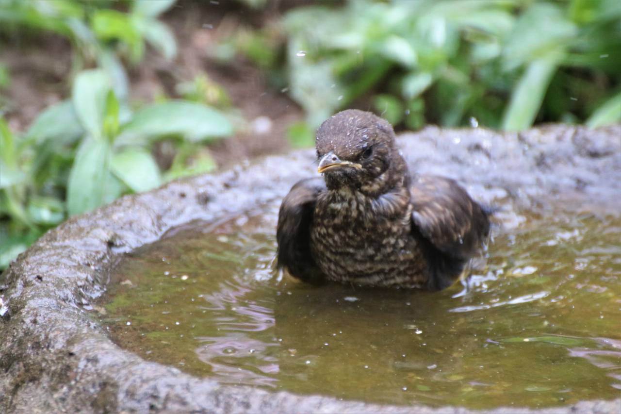 Baby Blackbird Bathing
