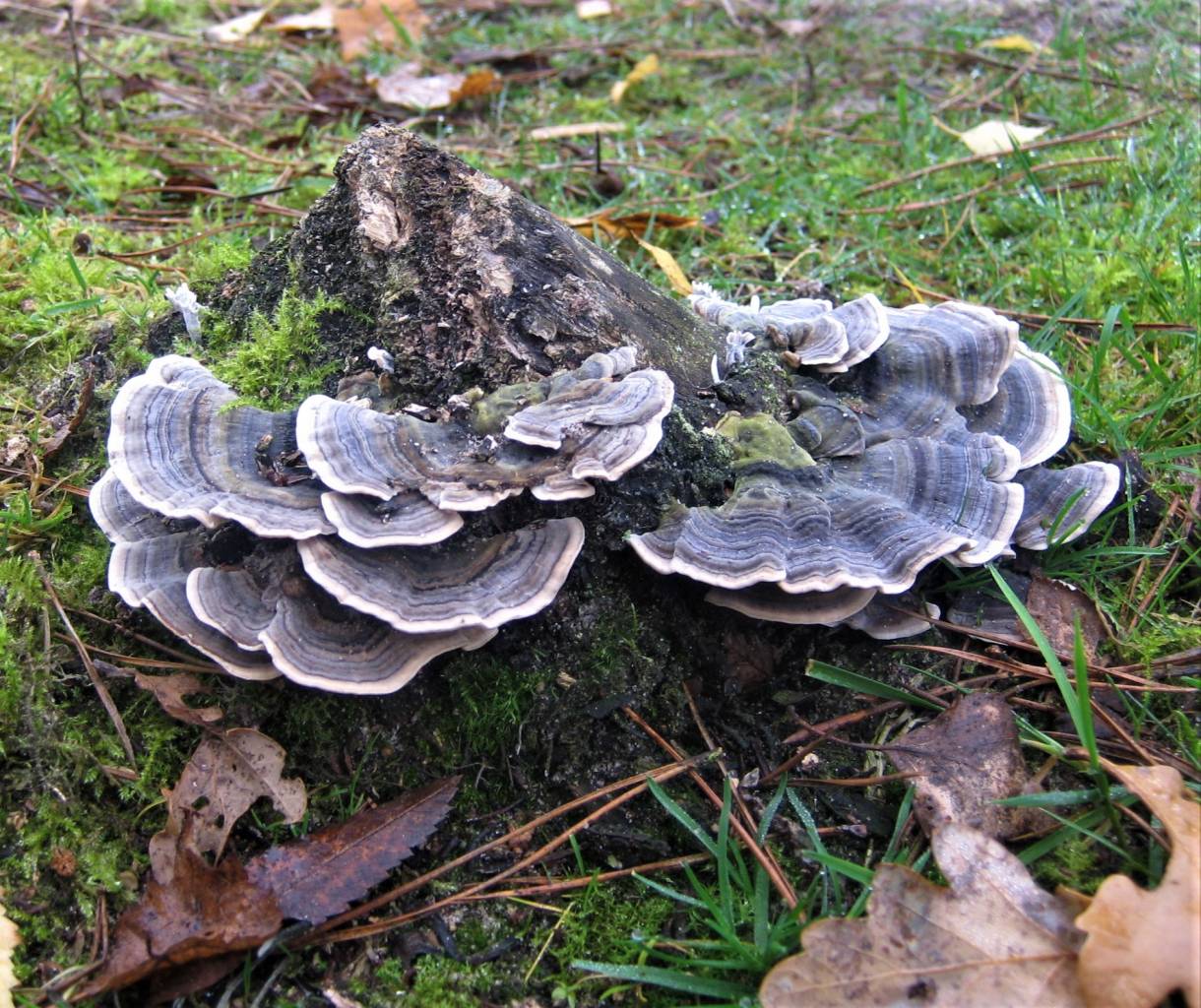 Turkey Tail Fungi at Birch Heath, Christleton