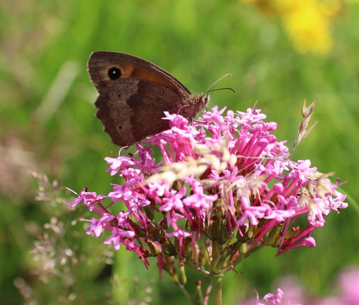 Small Heath Butterfly