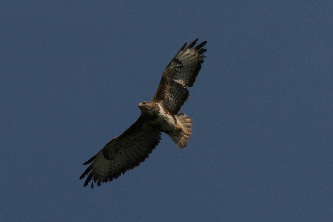 Buzzard in Flught