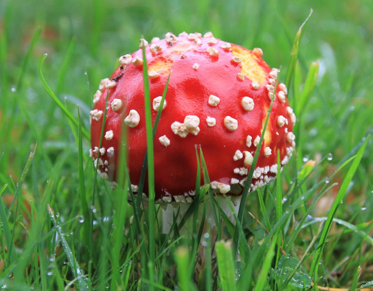 Fly Argaric on Quarry Lane