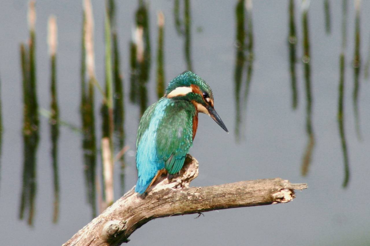 Kingfisher