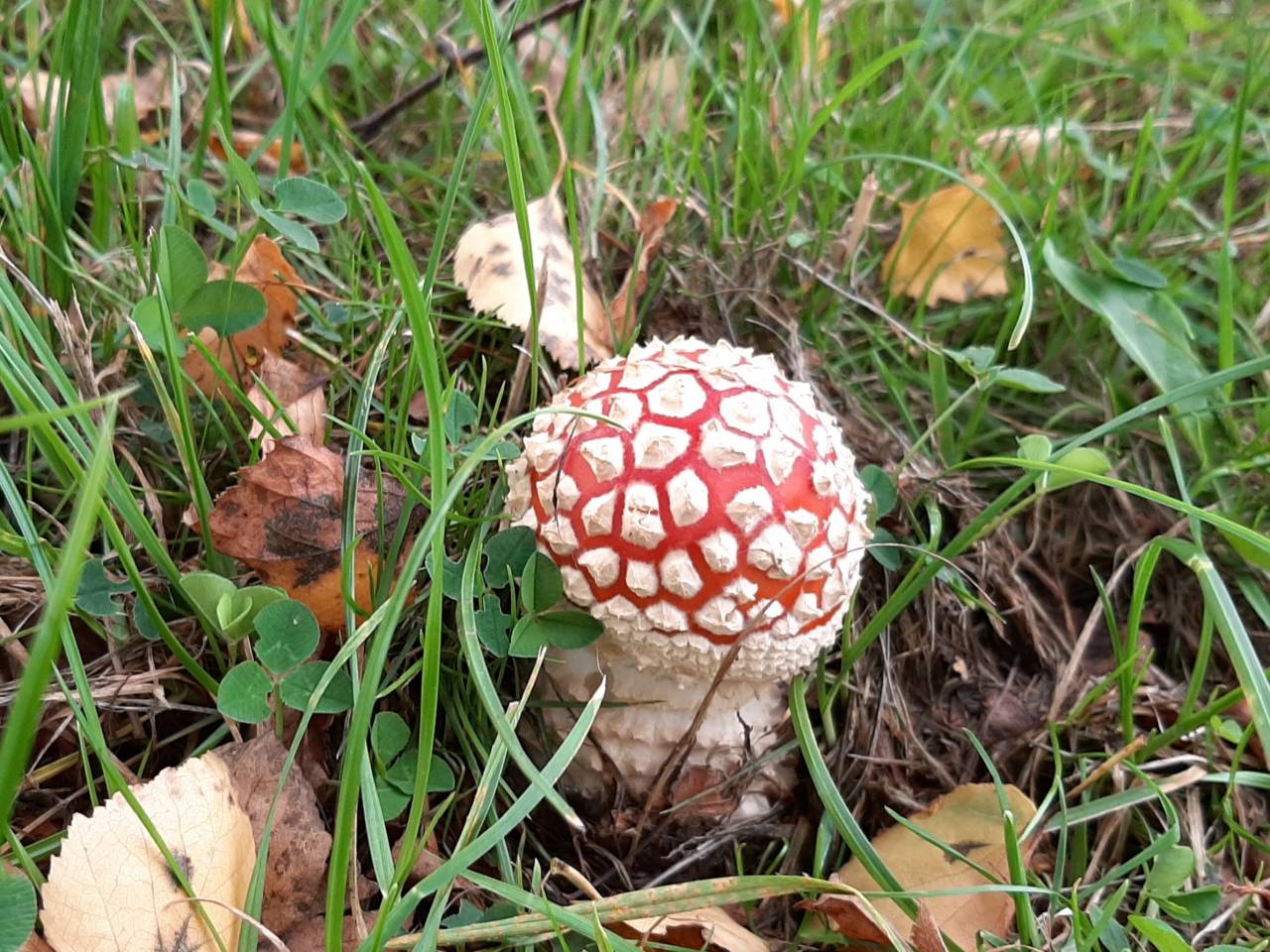 Fly Agaric