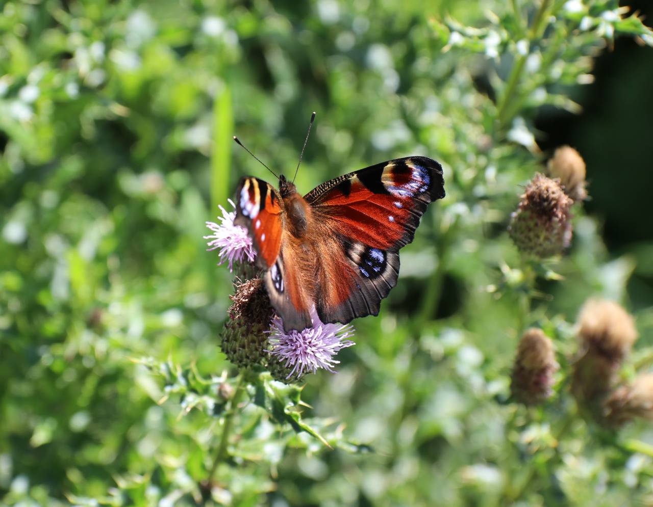 Peacock Butterfly