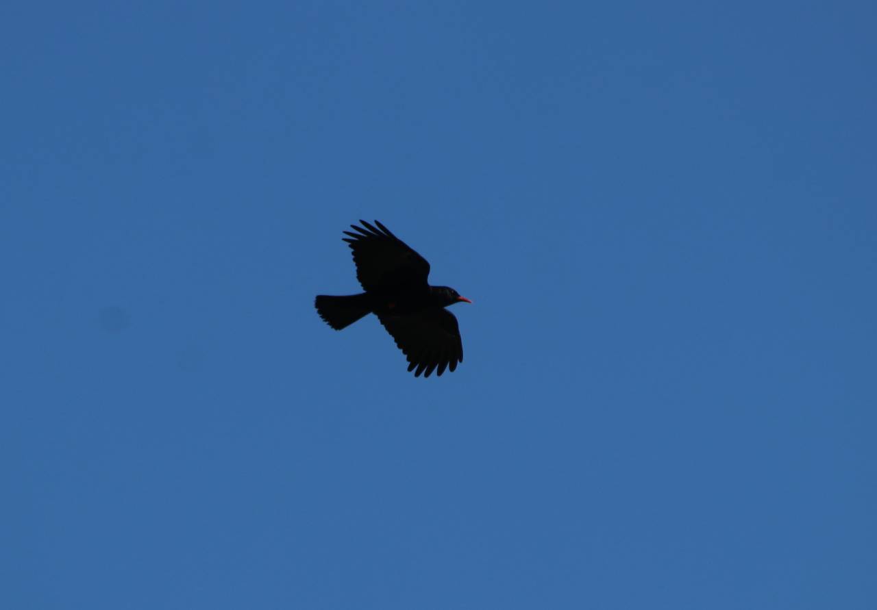  Chough in flight 