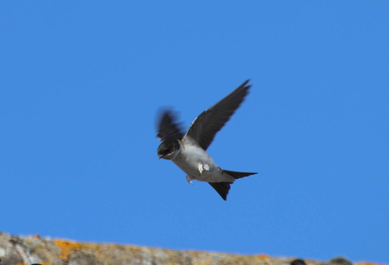 House Martin