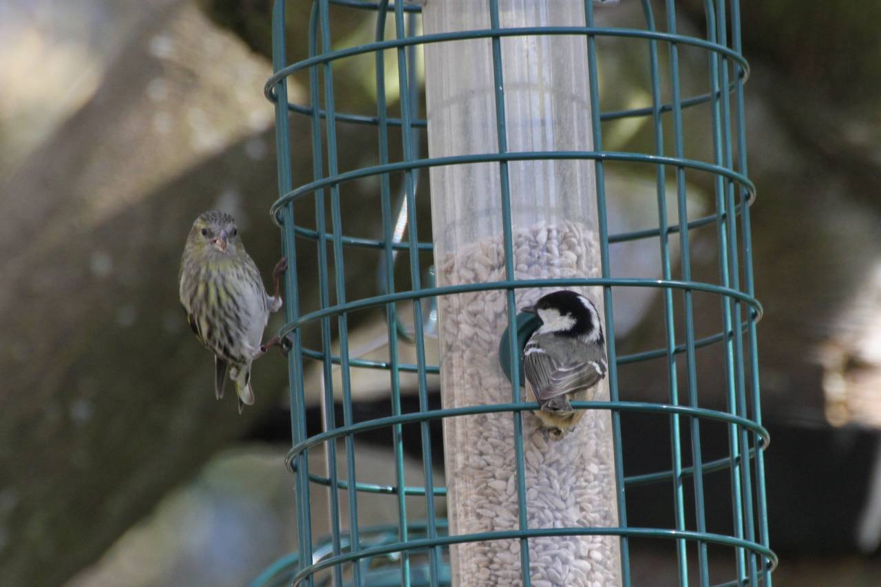 Coal Tit and Siskin