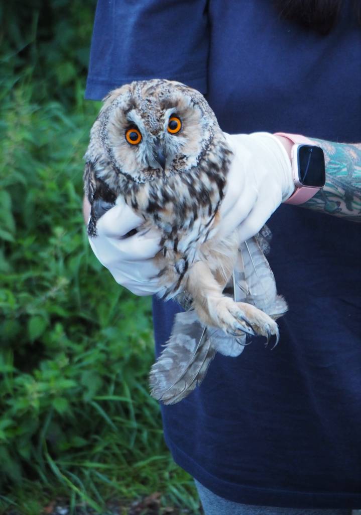 Rescued Long Eared Owl in Christleton