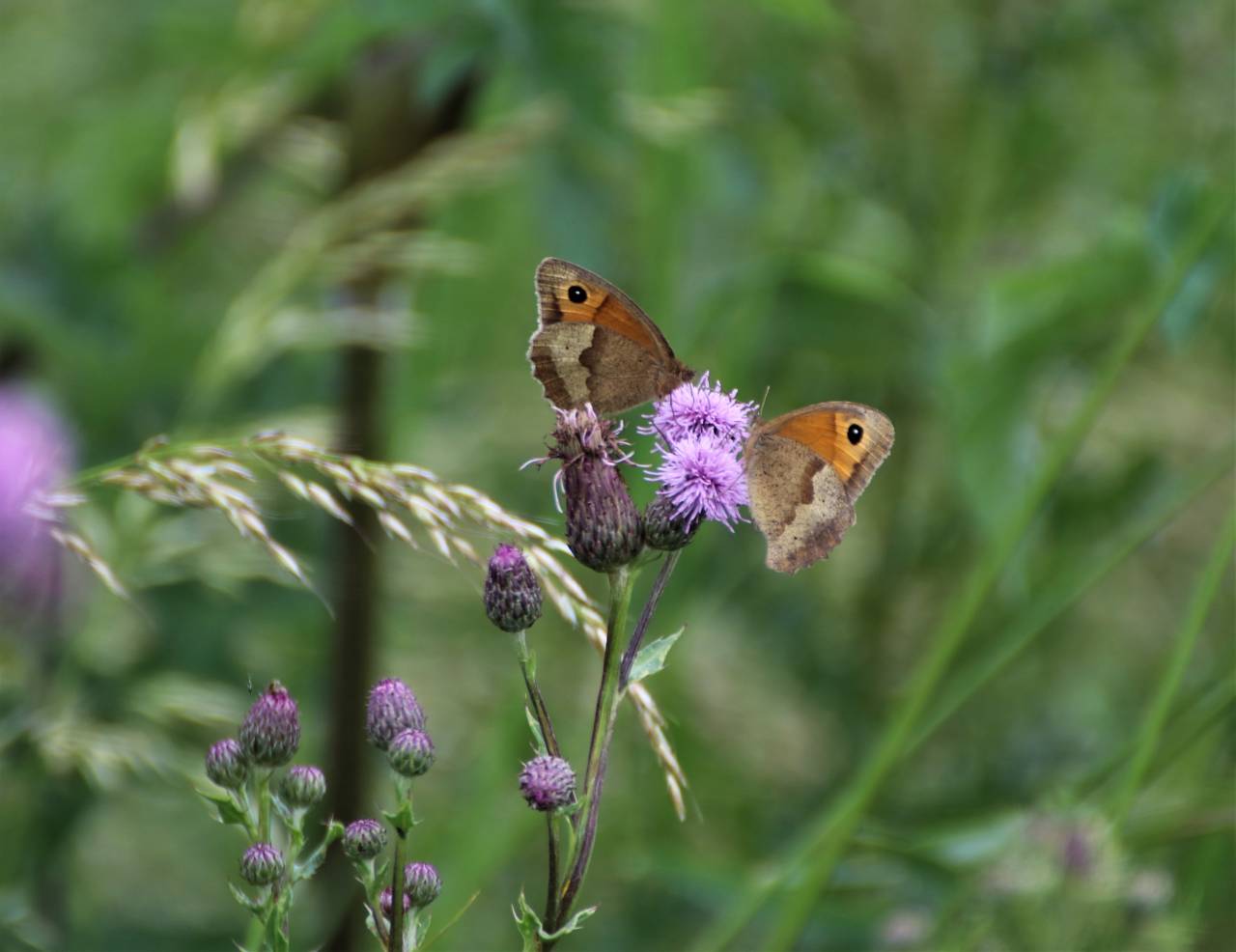Meadow Browns