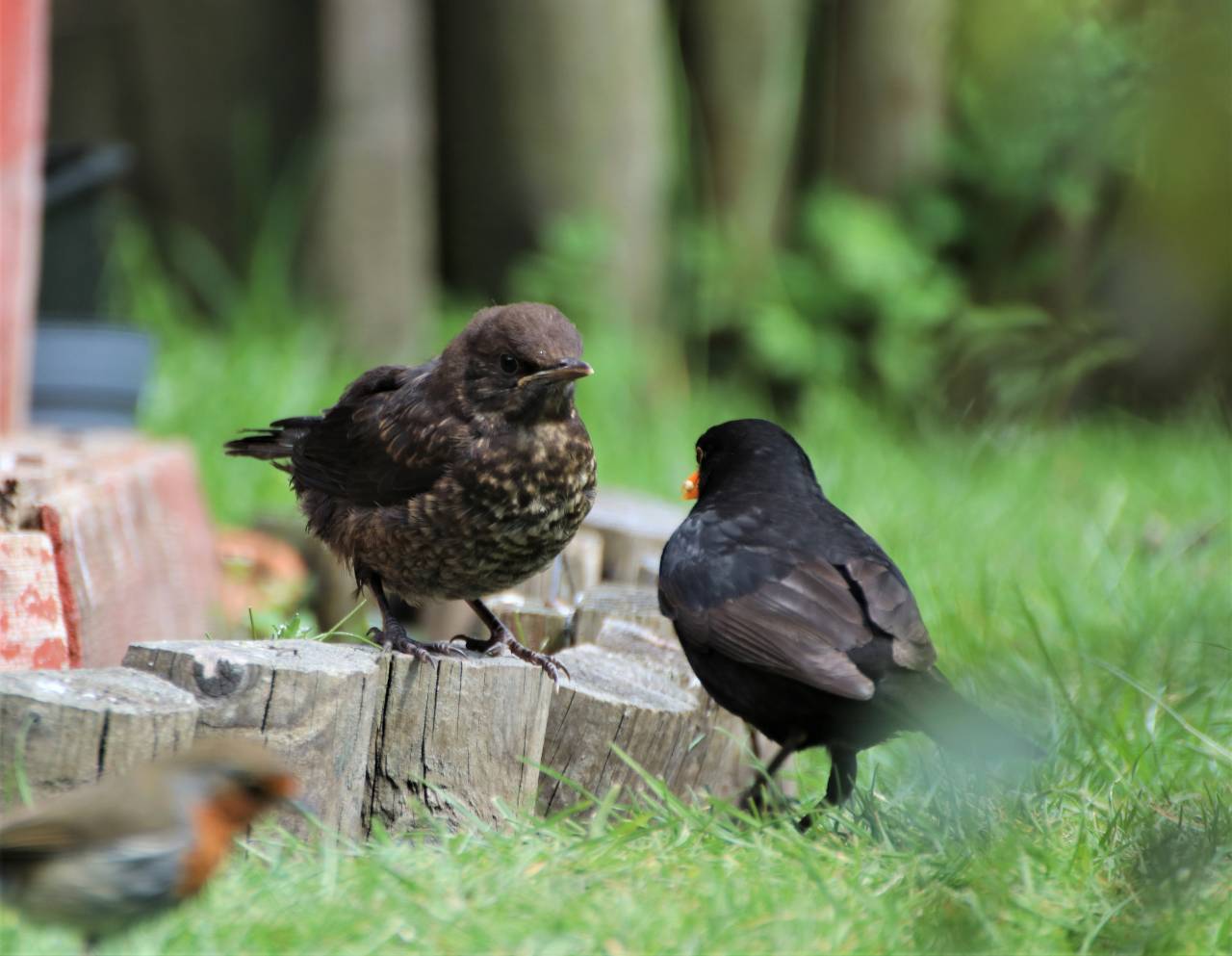 Please mum I want some more!