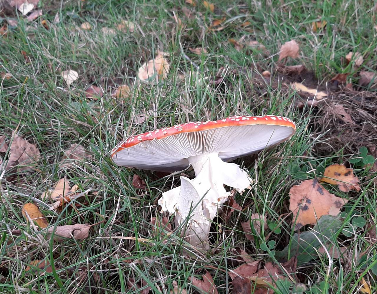 Fly Agaric