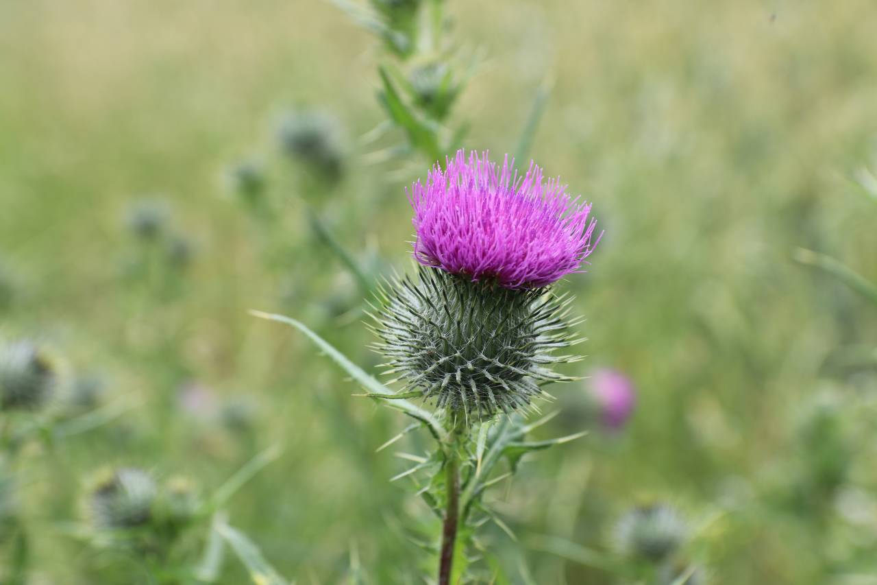 Thistle