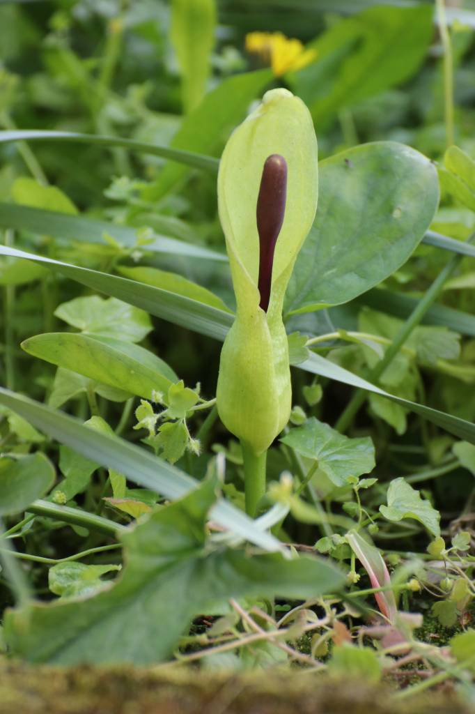 Wild Arum