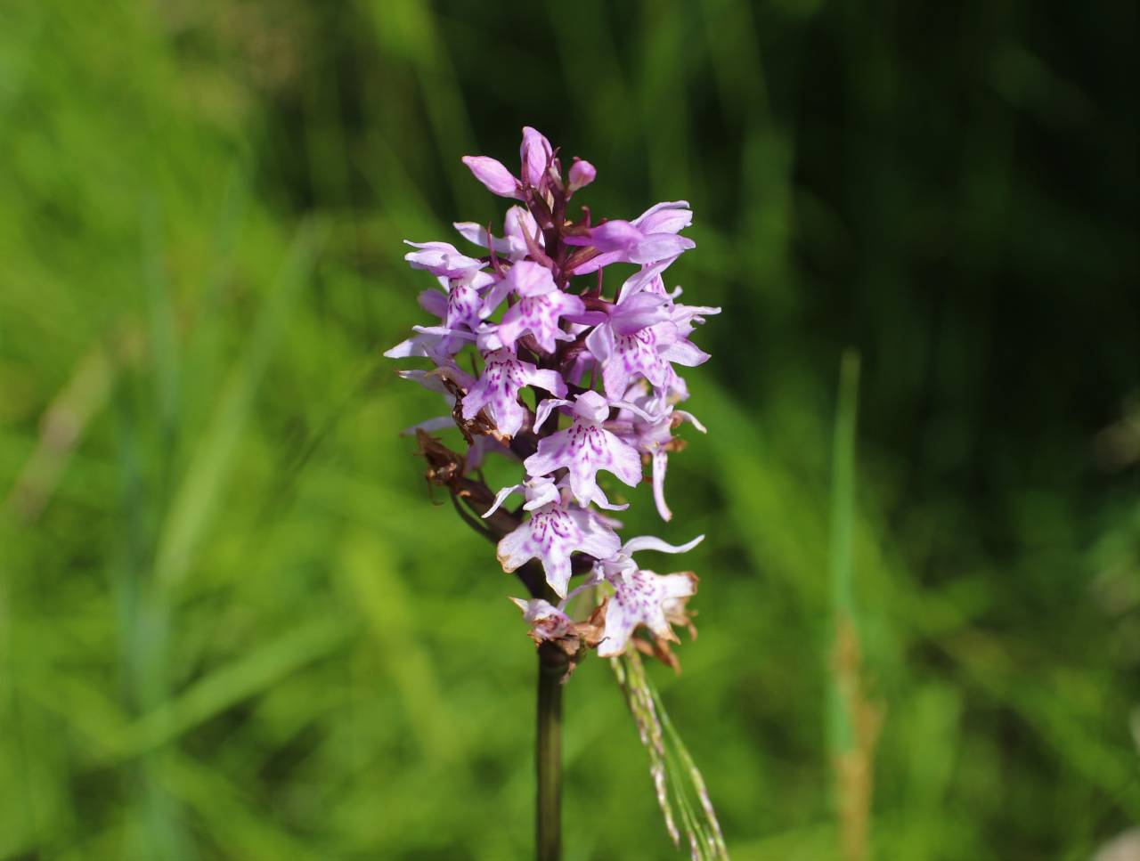 Common Spotted Orchid